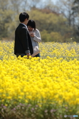 二人の菜の花畑