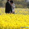 二人の菜の花畑