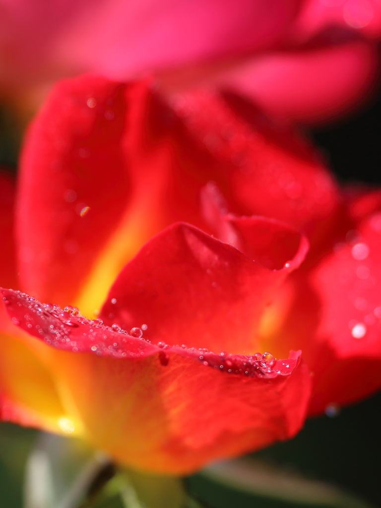 薔薇