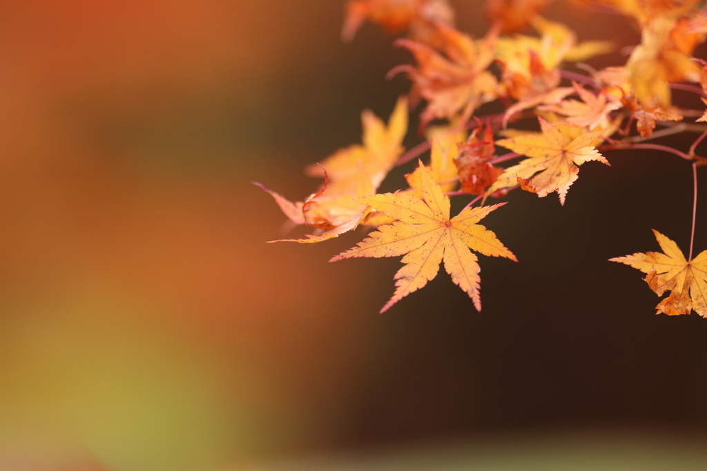 紅葉とグラデーションボケ