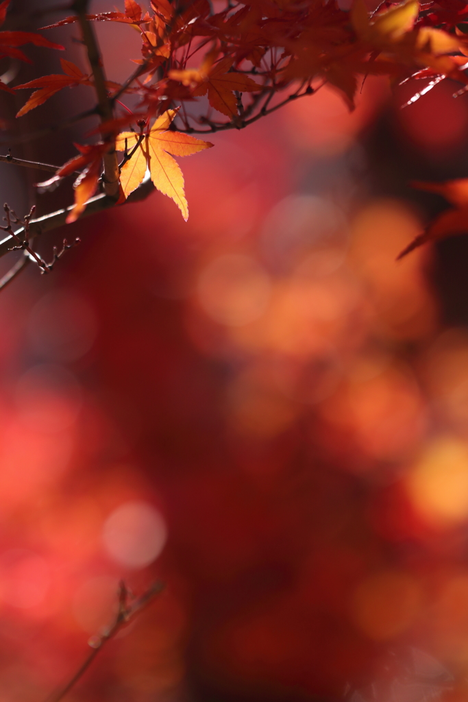 名残の紅葉