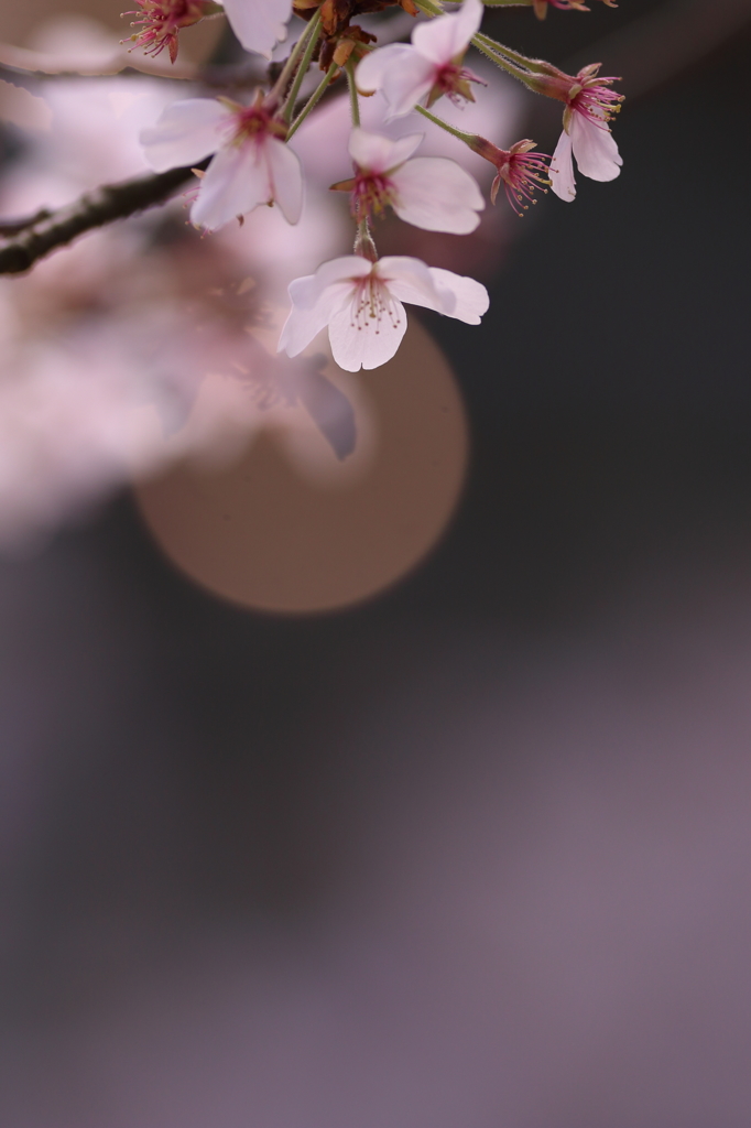 花と月はお友達　その３