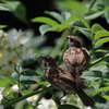 スズメ幼鳥たち