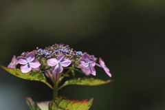 空梅雨の紫陽花