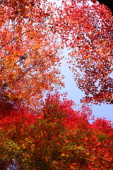 紅の天井