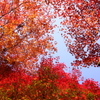 紅の天井