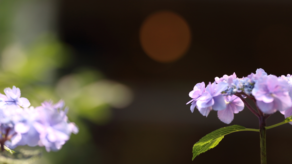 花と月はお友達　～紫陽花編～