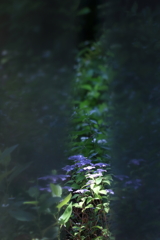 紫陽花・スポットライト