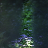 紫陽花・スポットライト