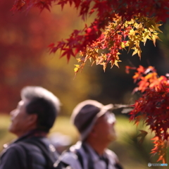 これぞ男の花道言うことなし　～目移りする錦秋編～