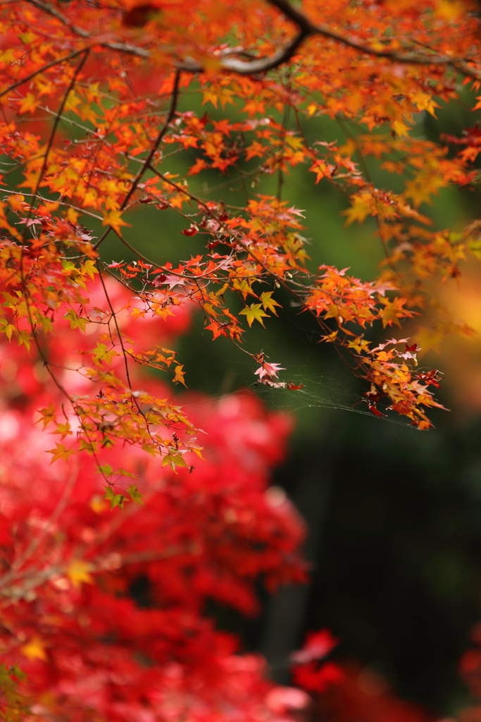 三瀧寺の紅葉・・最盛期