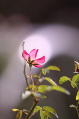 やっぱり玉ボケが好き！　～白虹のように～