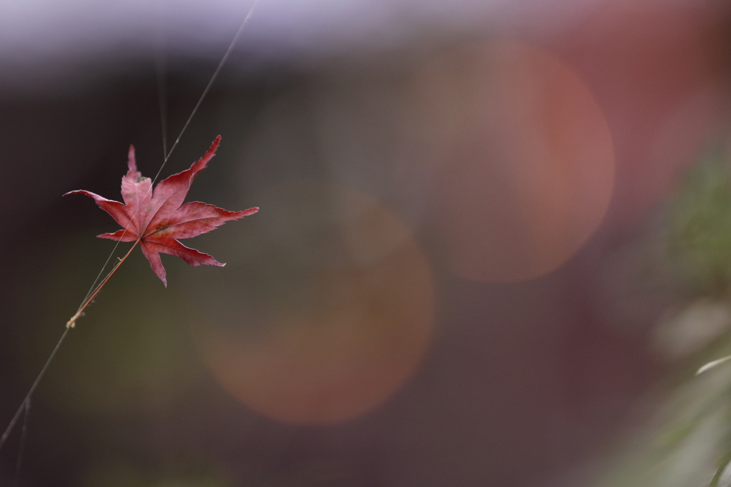 花と月はお友だち　～空中ブランコのように～