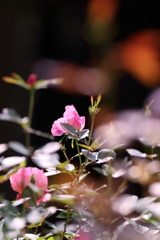 雨上がりの秋薔薇