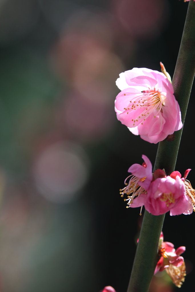 桜に席を譲らぬ梅はなし