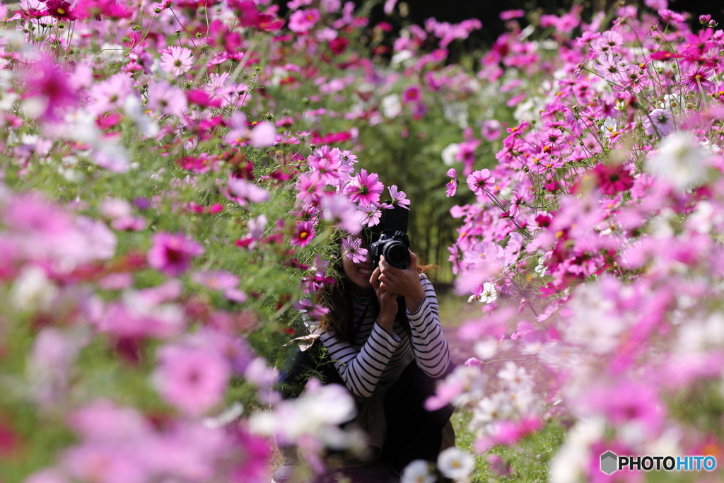 花のような人　～秋桜畑のかくれんぼ編～