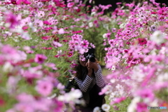 花のような人　～秋桜畑のかくれんぼ編～