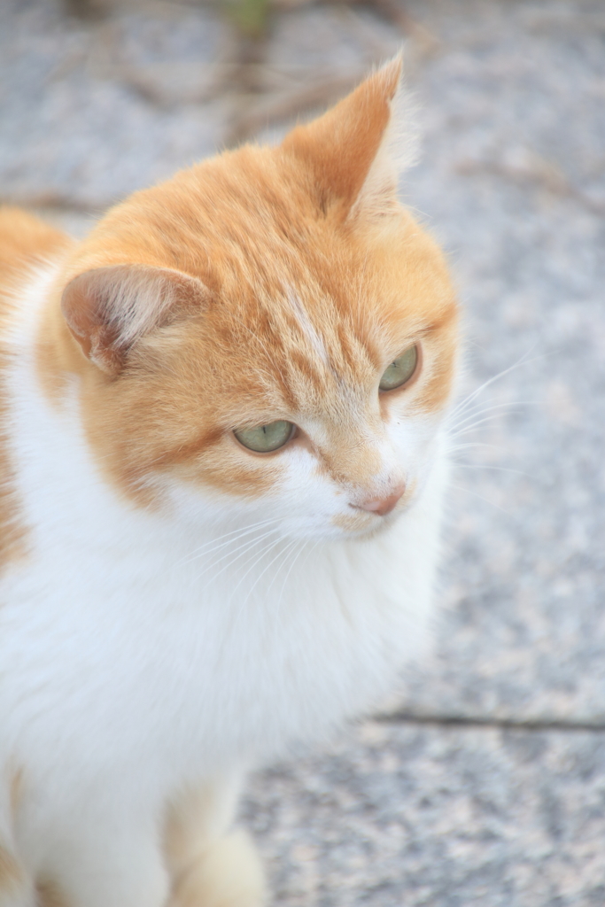 名もなきニャンコ