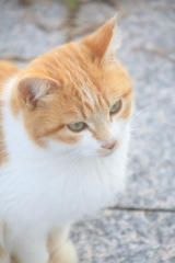 名もなきニャンコ