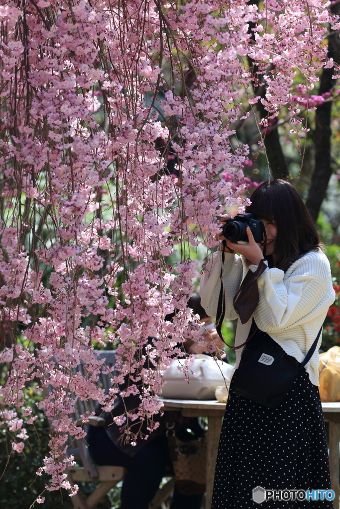 花のような人　～枝垂れ桜とカメラ女子～