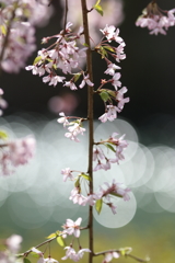 枝垂れ桜と玉ボケ