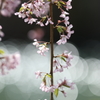 枝垂れ桜と玉ボケ