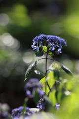 紫陽花（今年初）