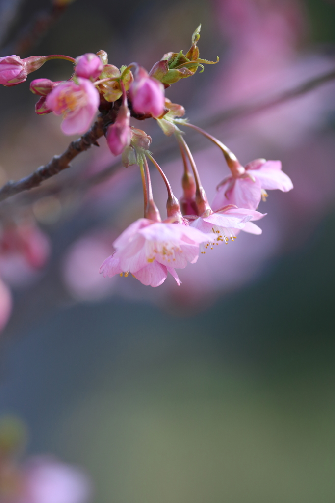 桜花酔夢譚