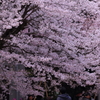 今が盛り