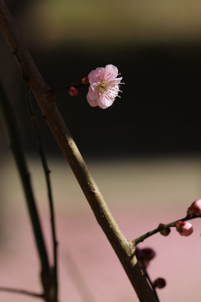 孤高