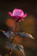 夕映えの秋薔薇その２