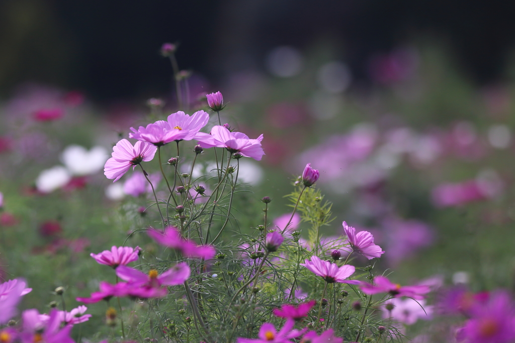 秋桜・ザ・スーパースター