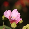 芙蓉