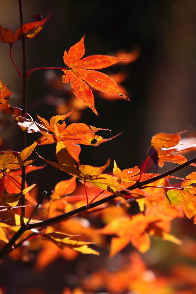 紅葉シーズン到来