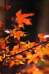 紅葉シーズン到来