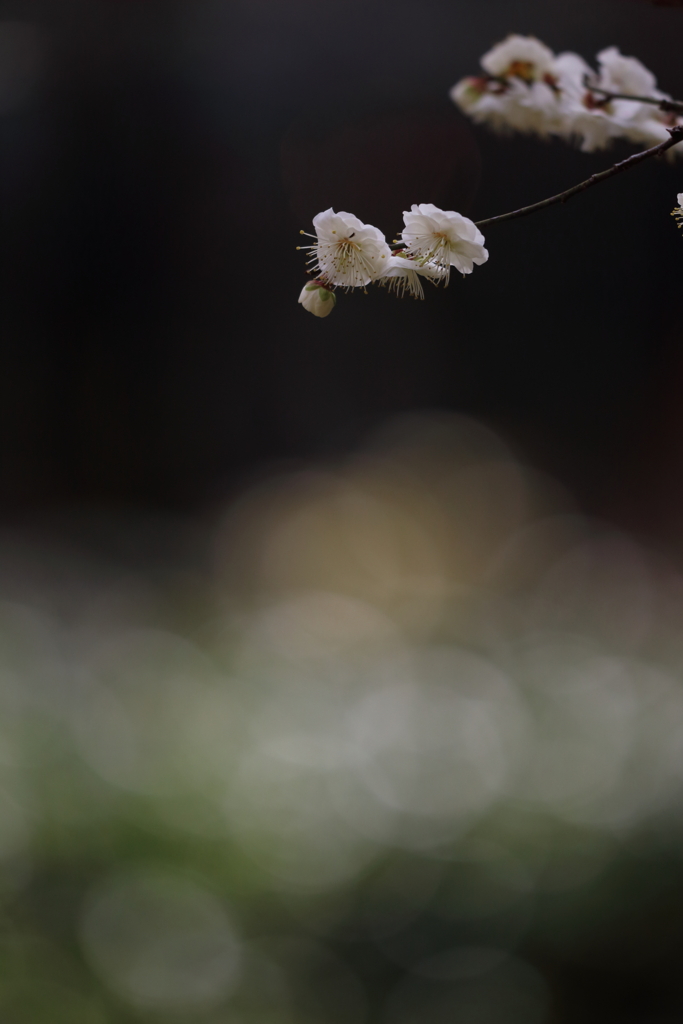 やっぱり玉ボケが好き！　～縮景園、梅開花～