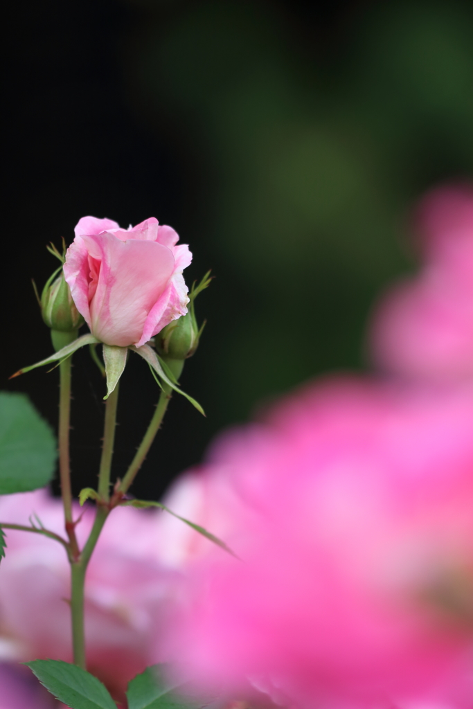 One million roses（その３）