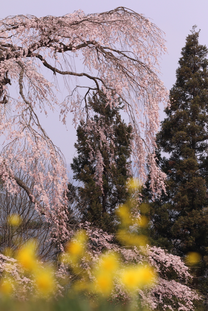 一本桜・ザ・スーパースター