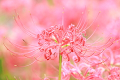 パステル彼岸花