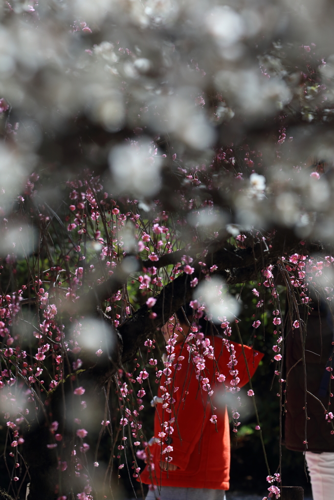 雪のように花が降る