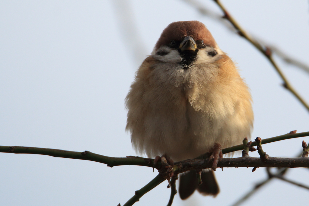 鳥の瞳に恋してる　～冬スズメ・福良スズメ～