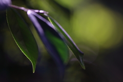 花はなくとも華はあり