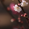 春の雫