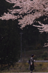 桜吹雪を待ちわびて
