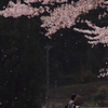 桜吹雪を待ちわびて