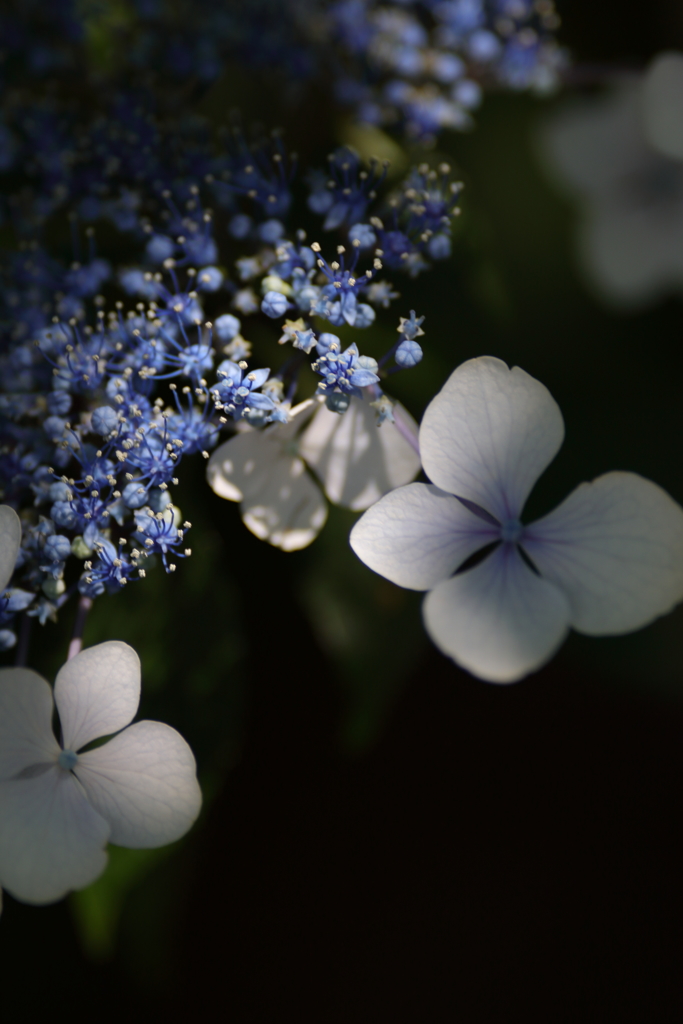 紫陽花（木漏れ日）