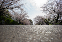 sakura