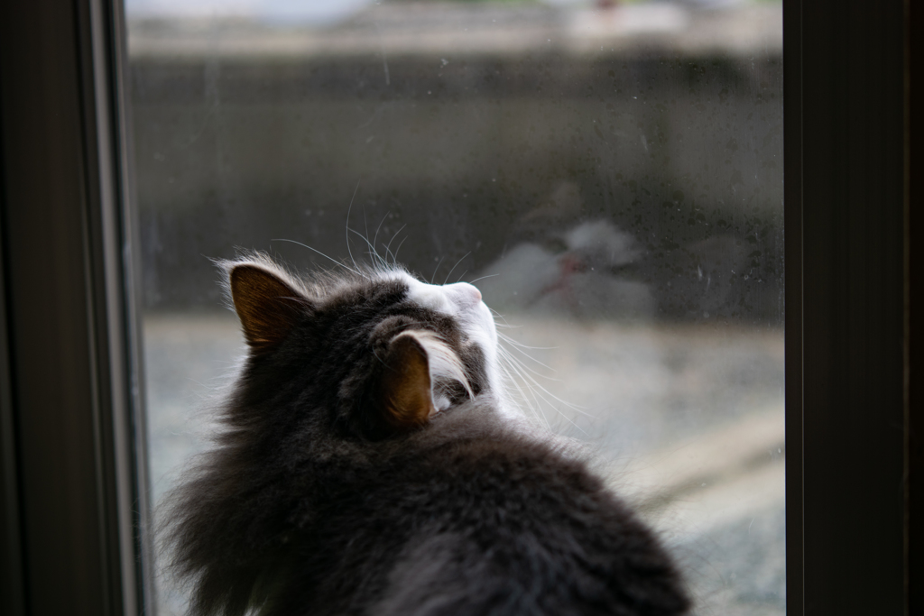 もの思う・・・