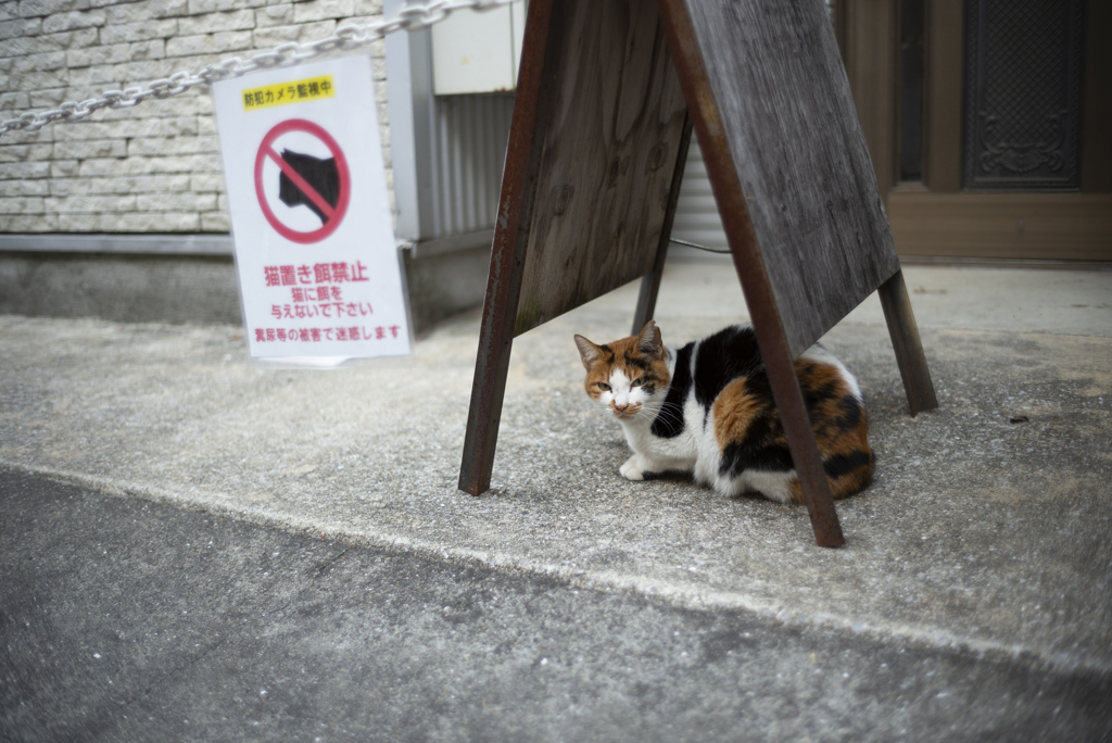 あんたたちにもらえなくても・・・
