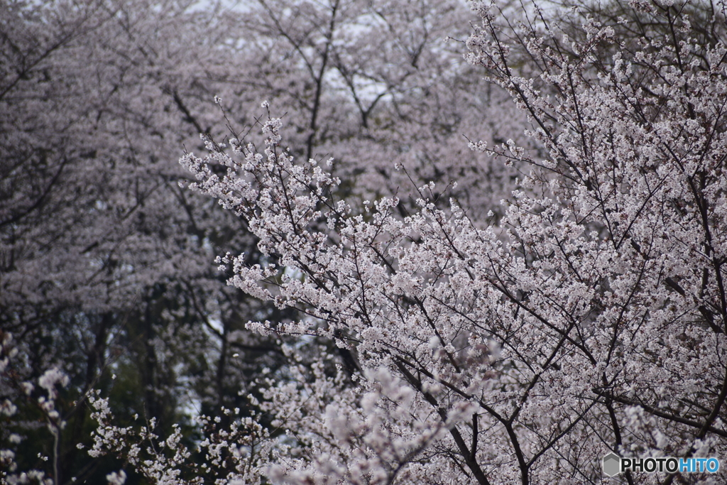 もいっちょ！桜！